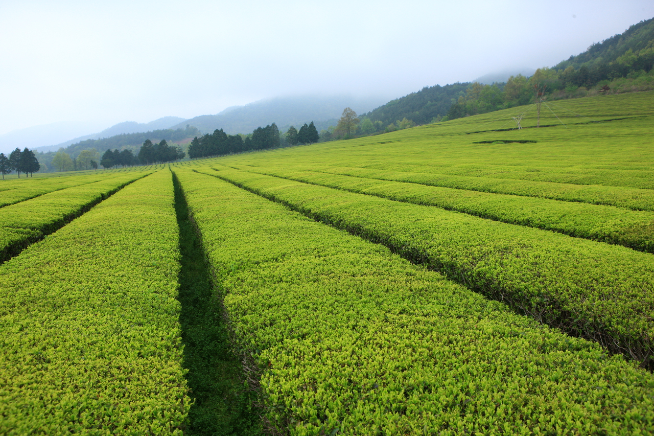 Daehan Dawon Tea Plantation
